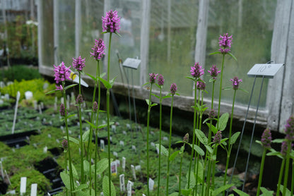 Stachys monieri ‘Hummelo’