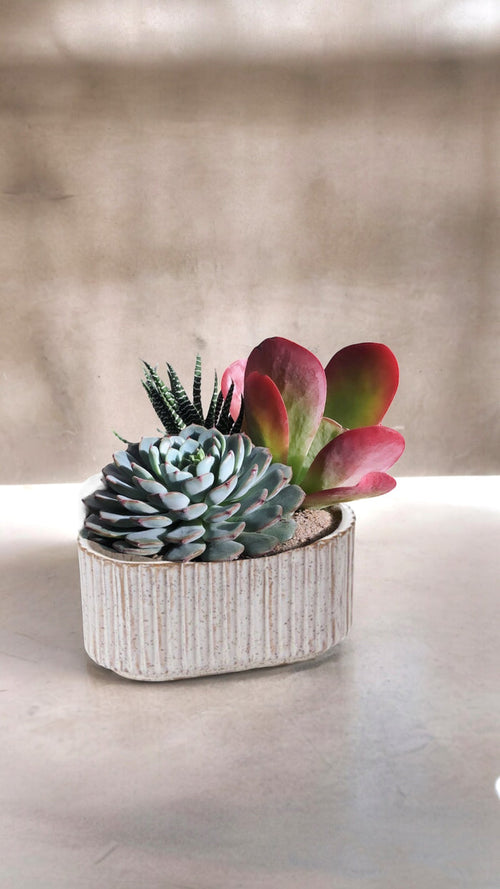 Succulent Garden